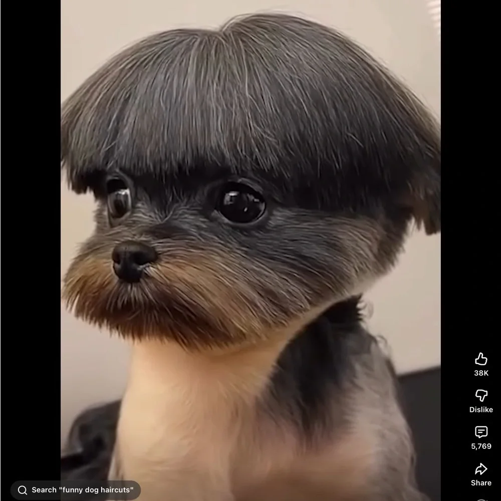 Stylish Dog Haircut Wig - Black and Gray